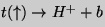 $ t(\uparrow) \rightarrow H^+ + b $
