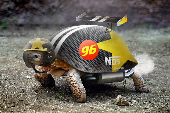 turtle-f1.jpg